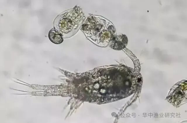 1761798190793071.jpg 8bfa3c2d65c81627ecb51efa9164c1c9.jpg