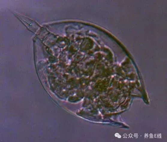 1762137630231887.png 2.png