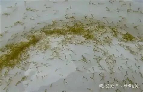 1762137647143818.jpg 3.jpg