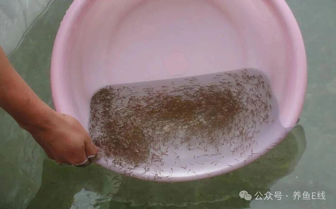 1762137699869385.jpg 6.jpg