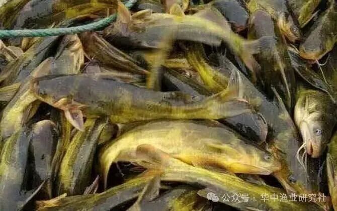 1762230878676362.jpg 1.jpg