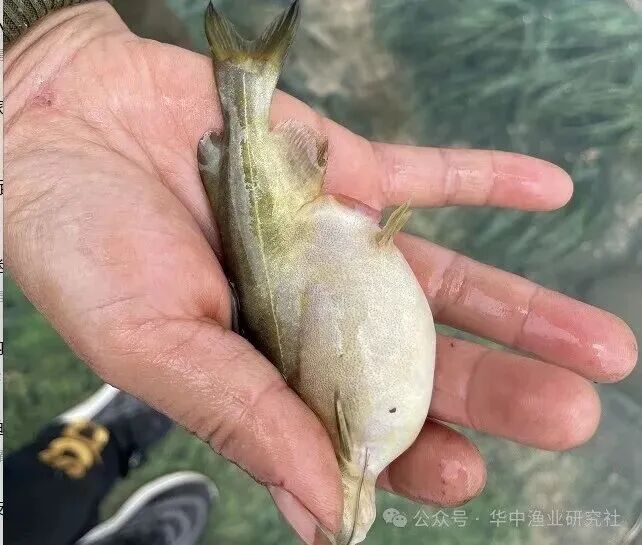 1762230907779787.jpg 2.jpg