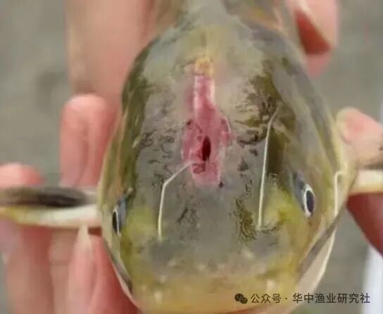 1762230933712313.jpg 3.jpg