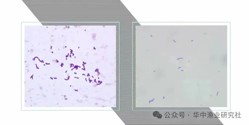 1762230953785317.jpg 4.jpg