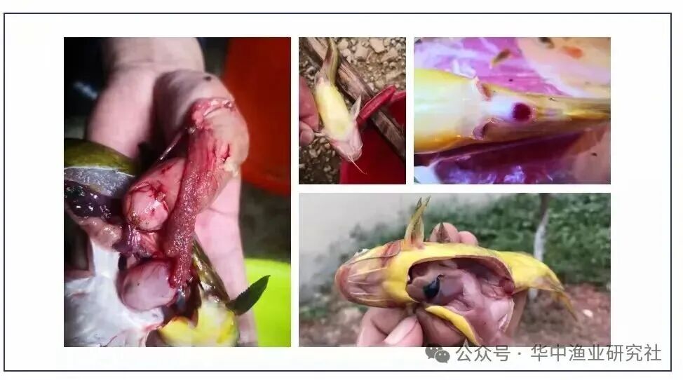 1762230968572516.jpg 5.jpg