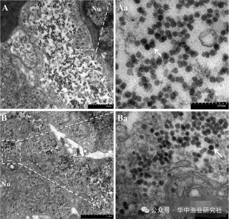 1762230985913600.jpg 6.jpg