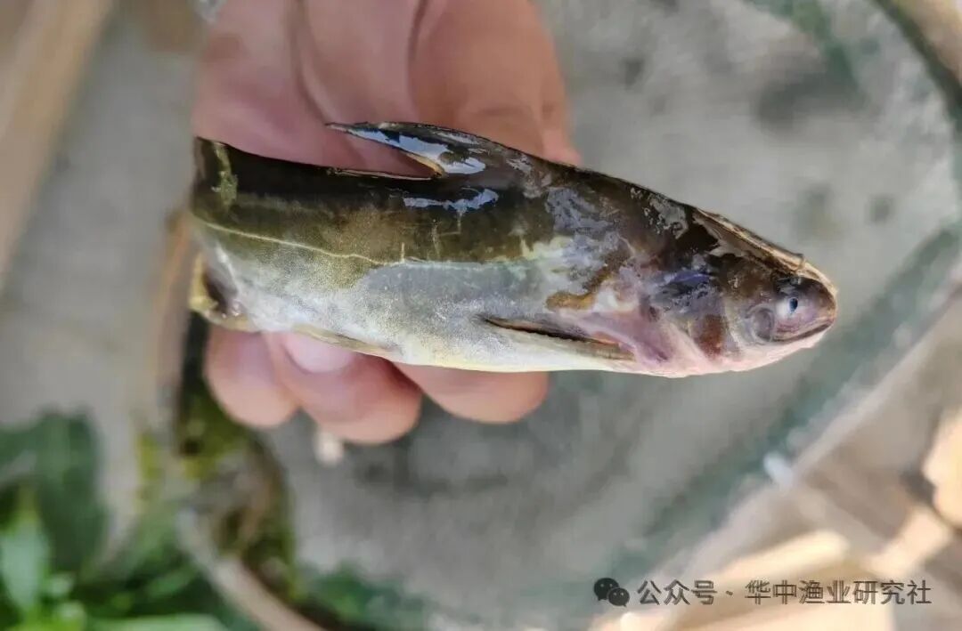 1762231022693425.jpg 7.jpg