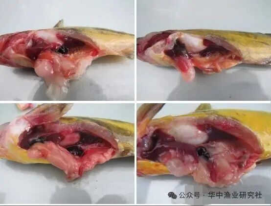 1762231037644141.jpg 8.jpg