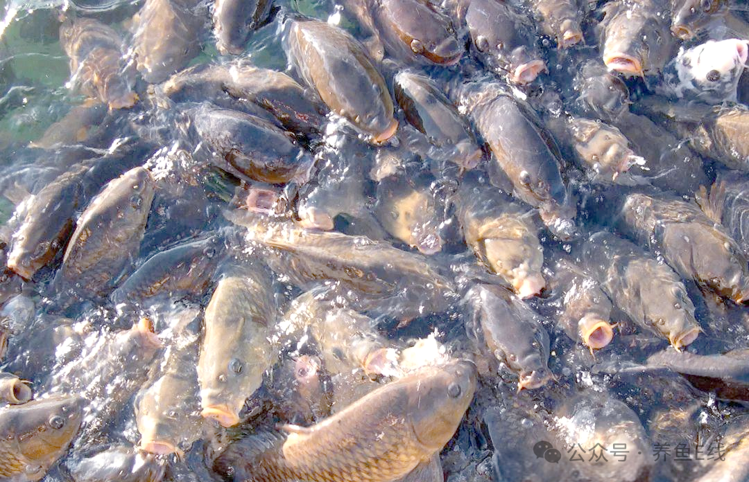 1762314317137760.png 9f45ba6611bab7816f76ee4e1ee8d6bc.png