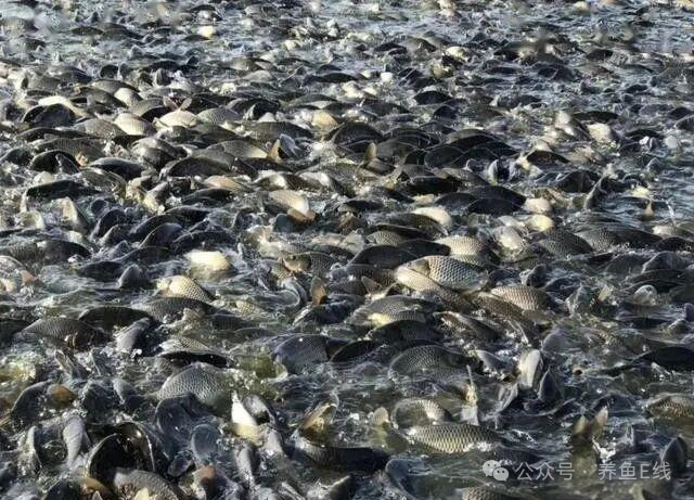 1762314344493269.png 48eed3b7ba76a6f78d7907ada72a0a20.png