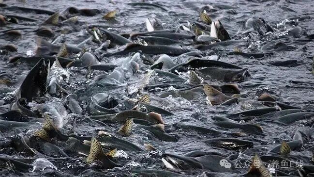 1762314359119638.jpg c4957946cb15361ad4d7bc445ef52f69.jpg