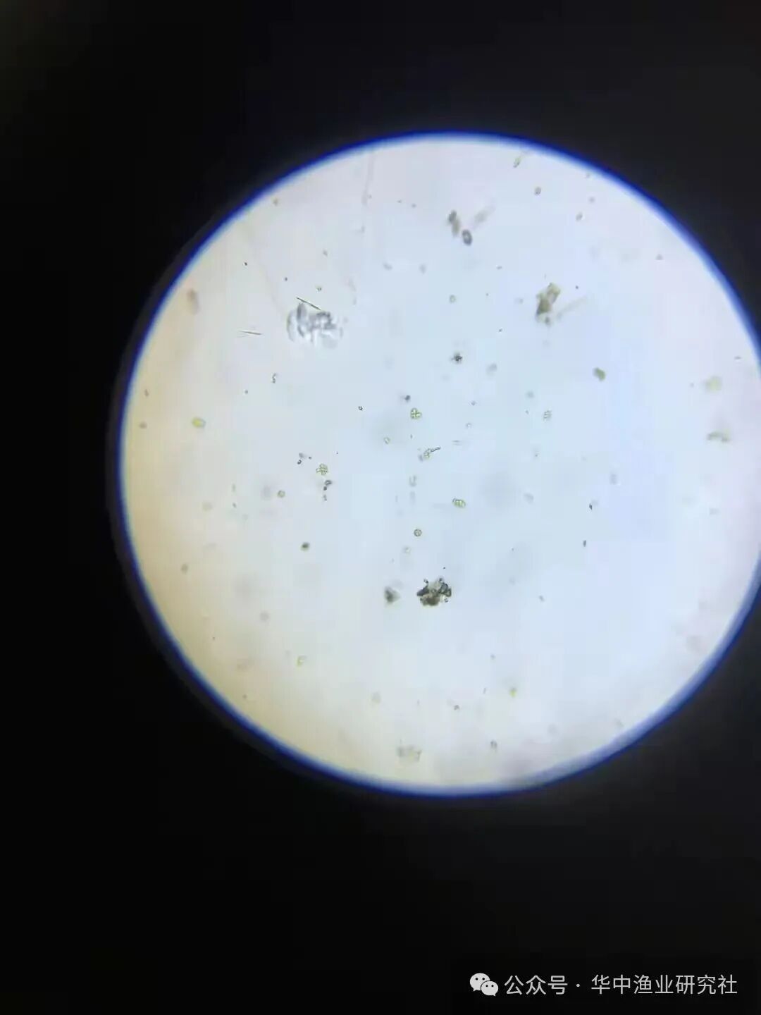 1762400063549964.jpg 2.jpg