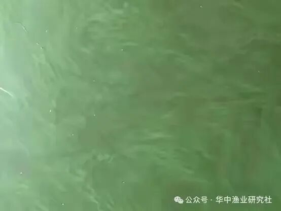 1762400102247974.jpg 4.jpg