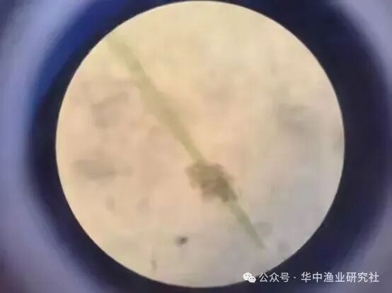 1762400122115438.jpg 5.jpg