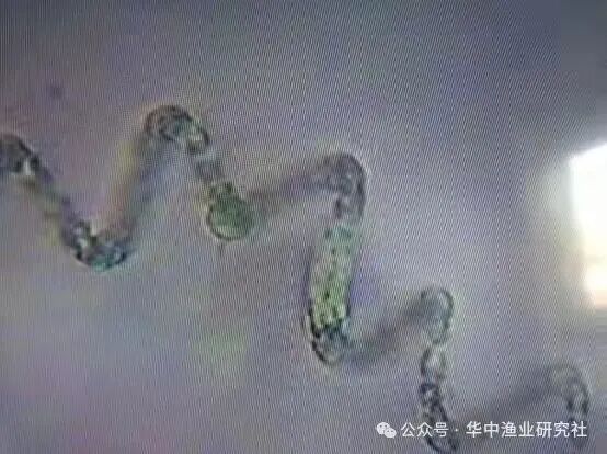 1762400167381910.jpg 7.jpg