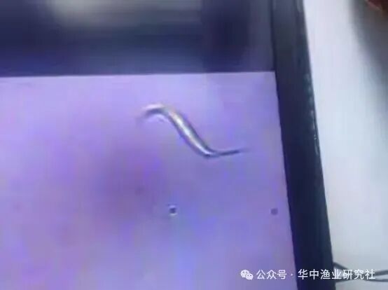 1762400201267869.jpg 8.jpg