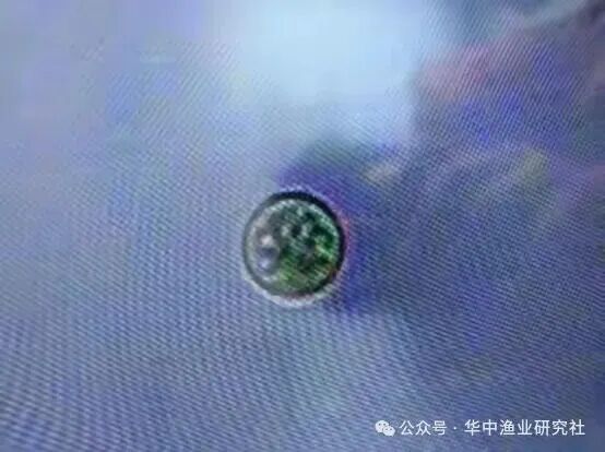 1762400218501763.jpg 9.jpg