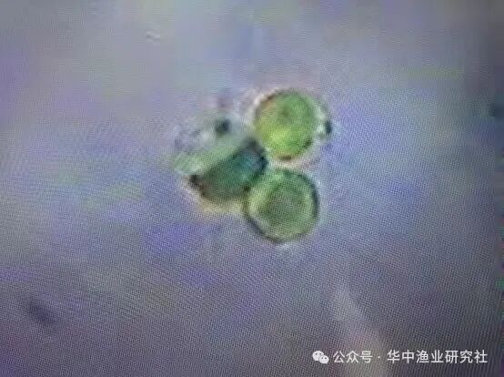 1762400268576161.jpg 12.jpg