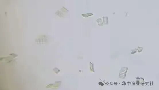 1762400354675413.jpg 15.jpg