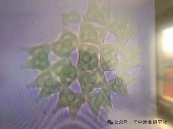 1762400382940640.jpg 16.jpg