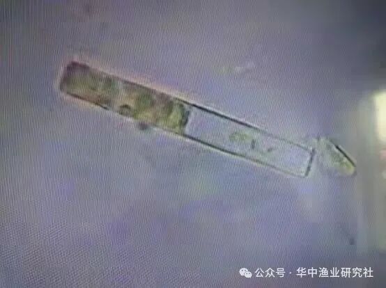 1762400582411429.jpg 22.jpg