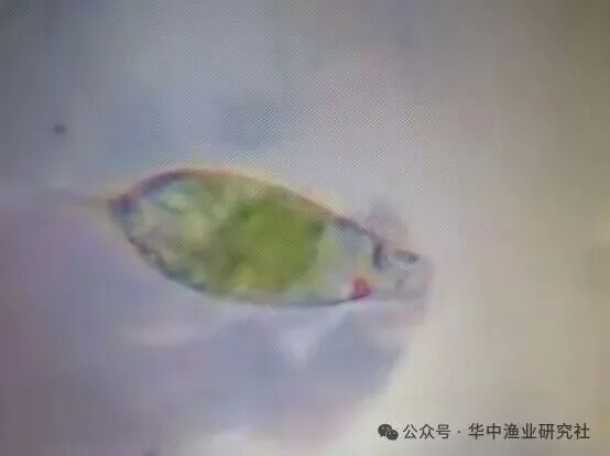 1762400703930319.jpg 27.jpg