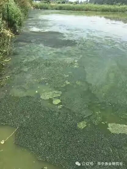 1762400774162784.jpg 30.jpg