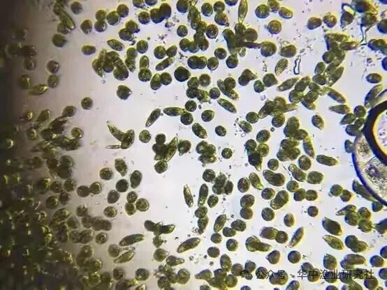 1762400791125066.jpg 32.jpg