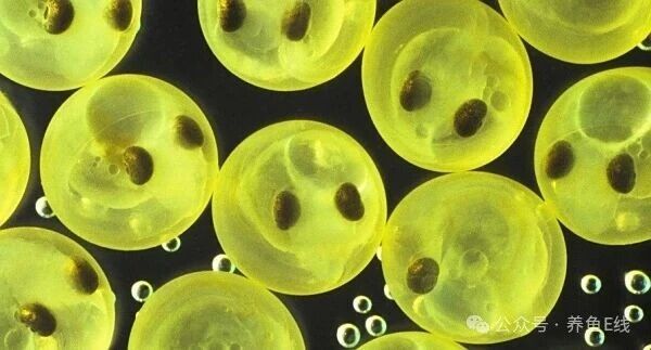 1762483780330421.jpg 1.jpg