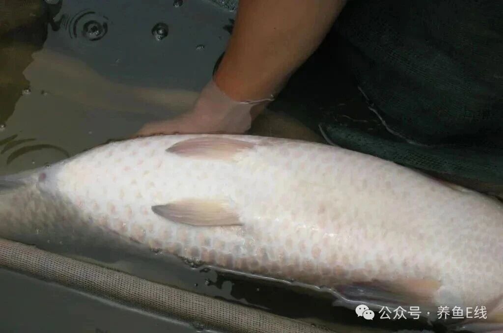 1762483821234877.jpg 4.jpg