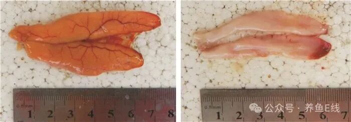 1762483837510337.jpg 5.jpg