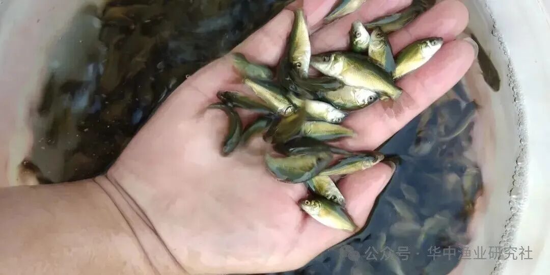 1762828574654544.jpg 2.jpg