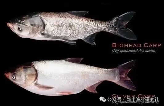 1762920228761450.jpg baf0ae05c32f17e98ad316318cda5220.jpg