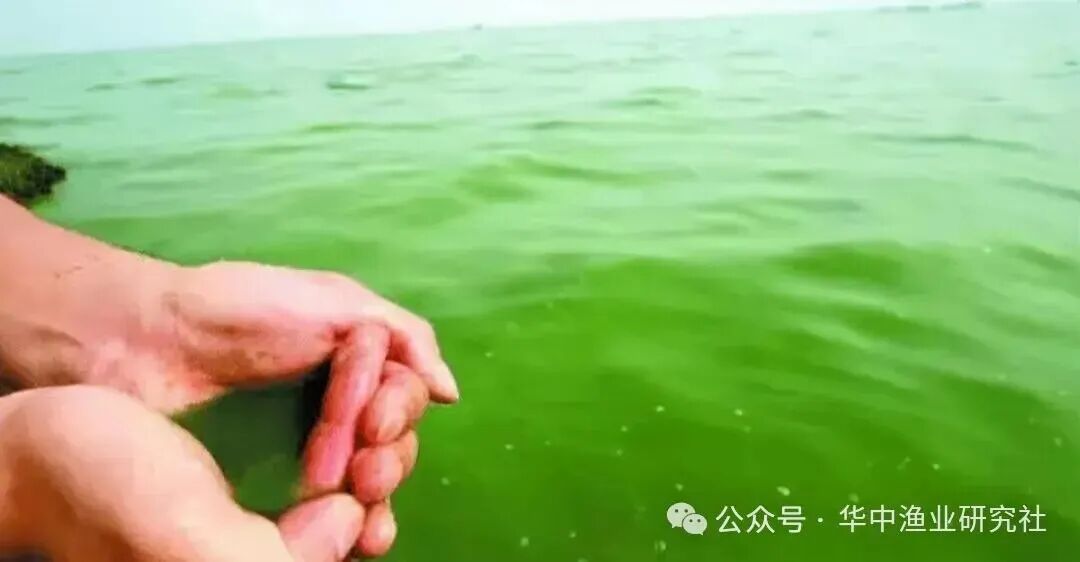 1762920313494332.jpg 7d446a8a1d4dc6a76d9f98438045255c.jpg