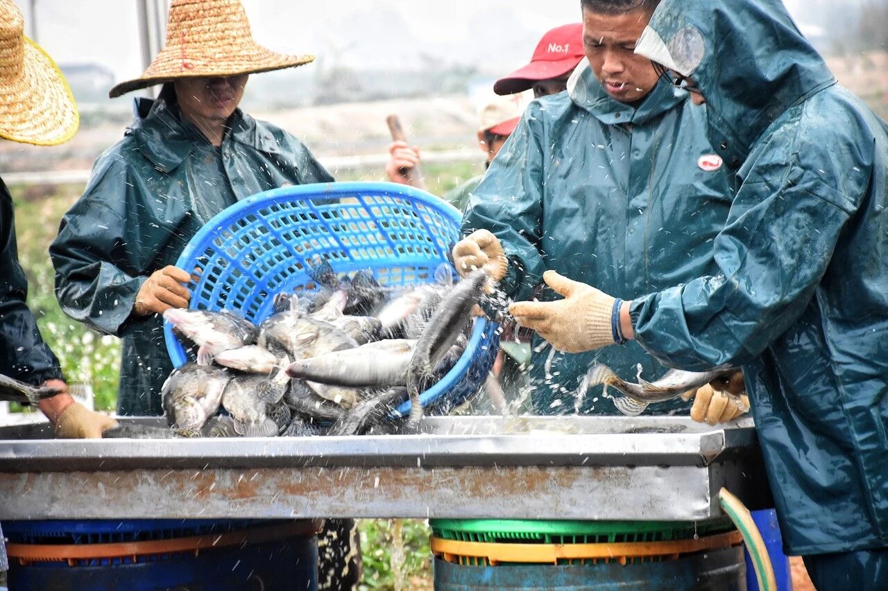 1763085942404908.jpg 3.jpg