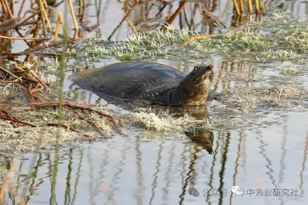 1763090063987375.jpg 3.jpg