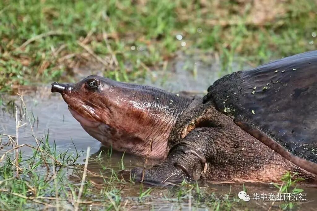 1763090082276761.jpg 4.jpg