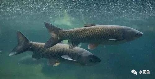 1763091028417190.jpg 3.jpg