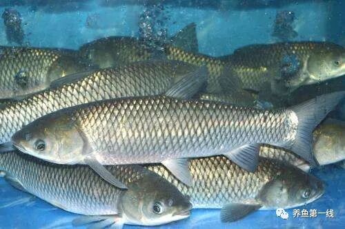 1763091072748423.jpg 6.jpg