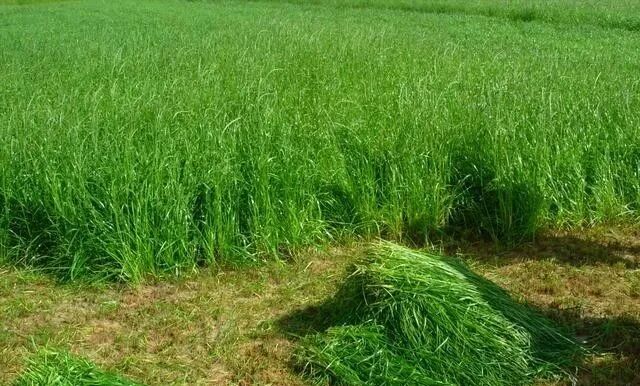 1763091082968531.jpg 7.jpg