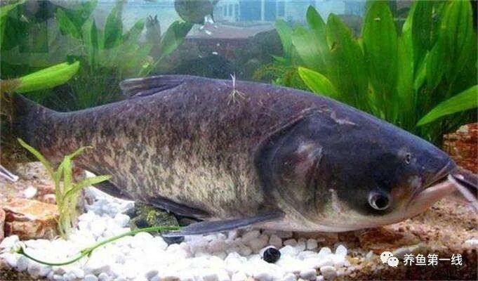 1763091104851723.jpg 9.jpg