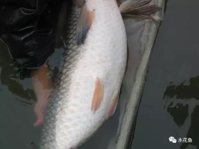 1763091142314372.jpg 12.jpg