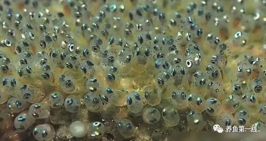 1763433643235157.jpg 12.jpg