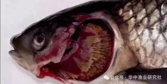 1763434524166858.jpg 1.jpg