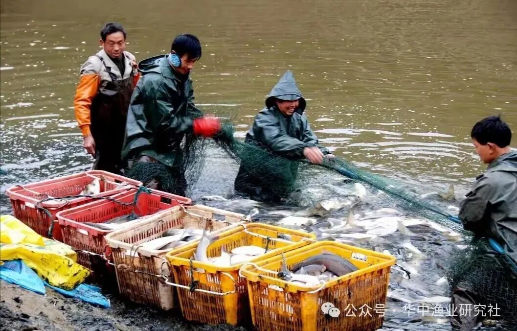 1763434570862559.jpg 4.jpg