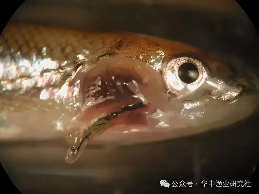 1763434632394826.jpg 7.jpg