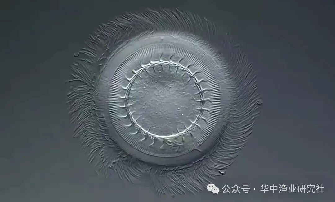 1763434653197834.jpg 8.jpg