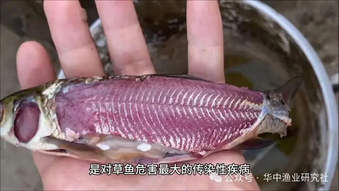 1763521626107833.jpg 2b70c785eac9368ef0000228305f7029.jpg