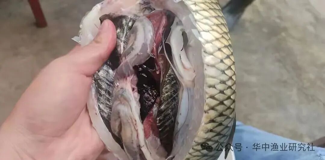 1763521736771467.jpg 745e67dadb06da5b3bd5529dcd36240d.jpg