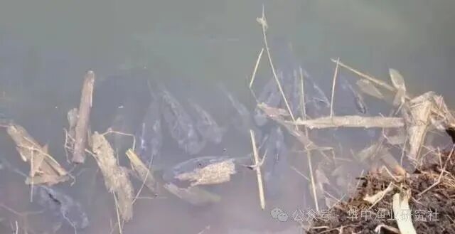 1763521757531859.jpg 20d483b081cd0ac5b3081ab5db18b51b.jpg